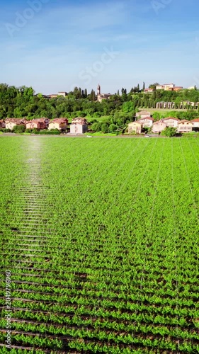 Rows of grapevines in Italian vineyard, view from above in agricultural region near Lake Garda