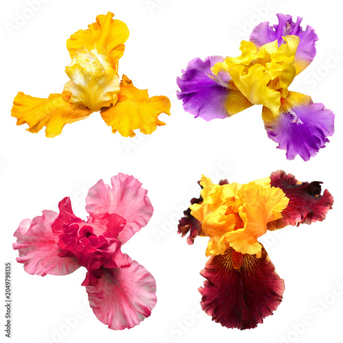 Bild auf Leinwand Collection of multicolored flowers head irises isolated on white background