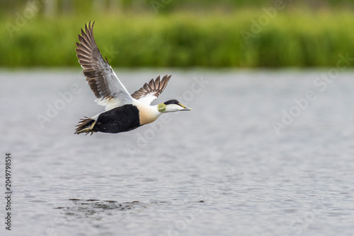 Schilderij op canvas common eider (Somateria mollissima)