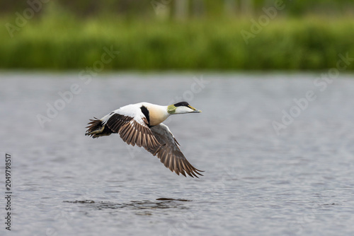 Tableau sur toile common eider (Somateria mollissima)