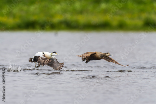 Foto common eider (Somateria mollissima)