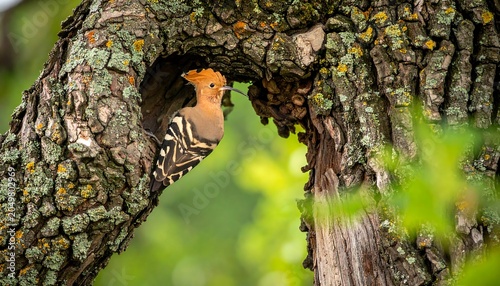 A bird with vibrant orange and black plumage peers out from a tree hollow
