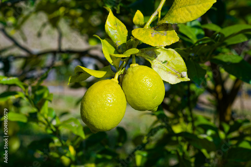 Yellow lemons growing on a citrus tree in Japan