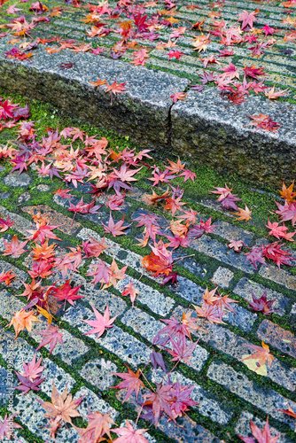 Autumn maple leaves scattered on wet stone pavement in Japan