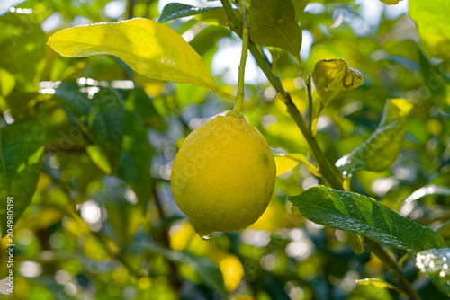 Single yellow lemon growing on a citrus tree in Japan