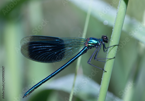 Close-up of a male Blue-winged Damselfly (Calopteryx virgo) perched on a tall blade of grass. Water droplets can be seen on the blade of grass.