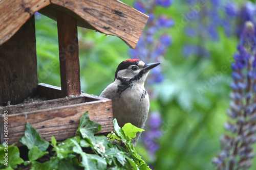 Buntspecht am Vogelhaus