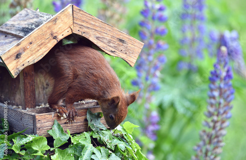 Eichhörnchen holt Sonnenblumenkerne aus dem Vogelhaus