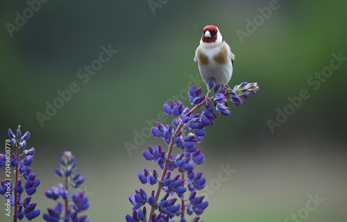 Distelfink auf einer Lupine