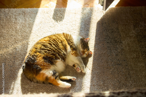 Cute chubby calico cat sleeping on carpet in sunlight