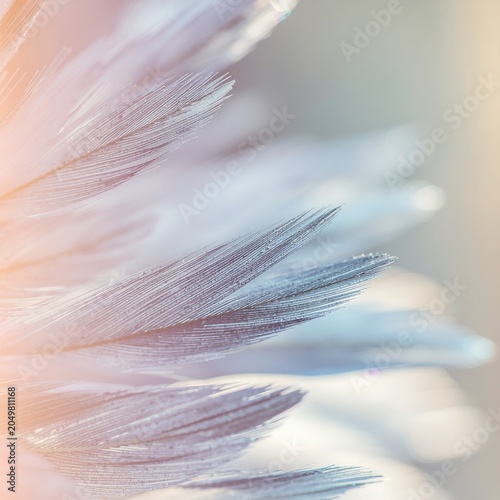 Close-up view of delicate white feathers.