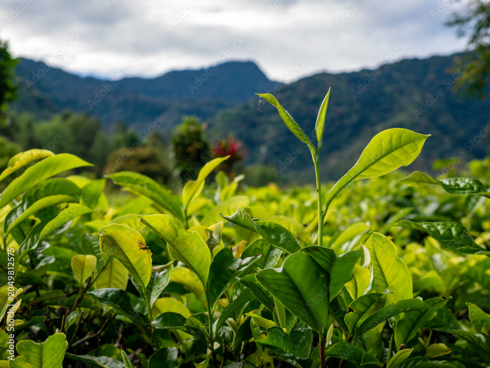 Fototapeta premium A wide horizontal shot focusing on sunlit young green tea leaves in the foreground with majestic mountain slopes in soft focus background.