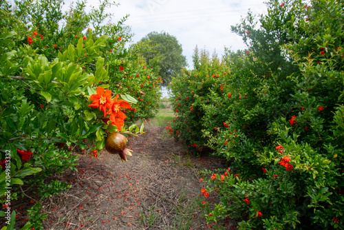 Konstfotografi Photo shoots in a pomegranate orchard, featuring pomegranates, pomegranate blossoms, and pomegranate juice, with a wooden table