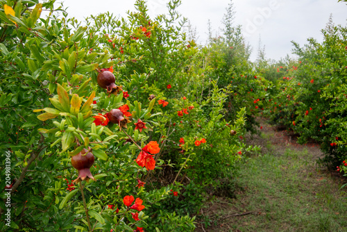 Photos Photo shoots in a pomegranate orchard, featuring pomegranates, pomegranate blossoms, and pomegranate juice, with a wooden table