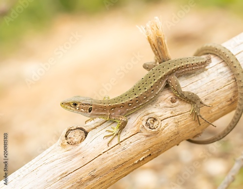Small Green Lizard Resting On Wooden Fence.