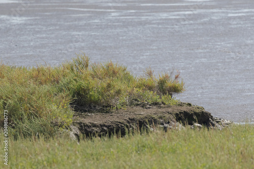Photos Tagus river salt marsh wetlands environment in lisbon