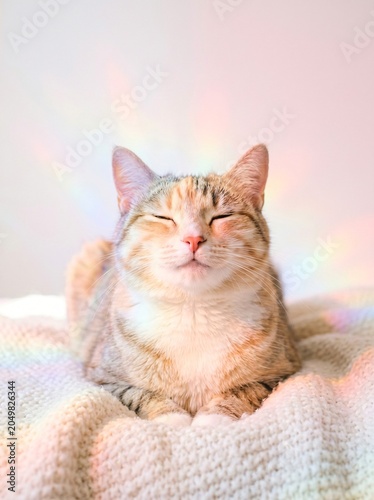 A happy cat squinting its eyes into a smile under soft rainbow light leaks
