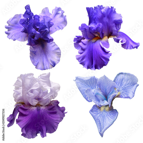 Photography Collection blue flowers head irises isolated on white background