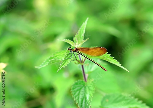 Fotografija Green damsel fly on a nettle