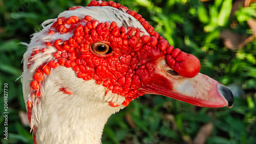 Foto Muscovy duck with distinctive red facial features against