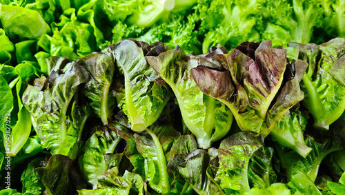 Cuadro en lienzo Fresh Lettuce in the market