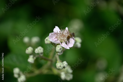 Black bee on white blossom. Detail of black insect sitting on white blossom.