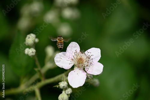 Black bee on white blossom. Detail of black insect sitting on white blossom.