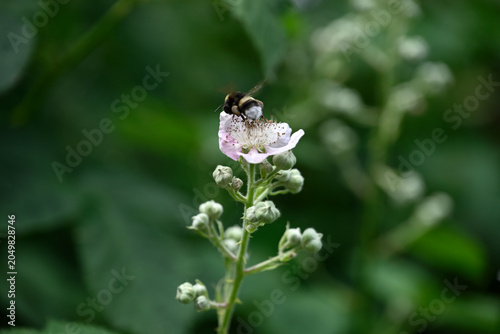 Black bee on white blossom. Detail of black insect sitting on white blossom.