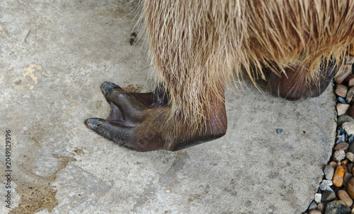 Capybara feet on the ground.