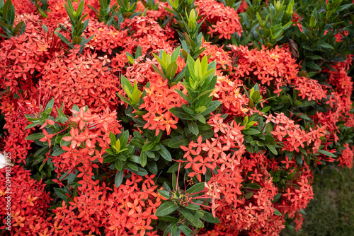 Red Soka Flowers, Ixora coccinea, Jungle geranium, Flame of the Woods, a species of flowering plant in the family Rubiaceae