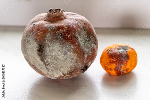 Tableau sur toile A rotten shriveled pomegranate covered in green and white fuzzy mold sits next to a decaying moldy tangerine on a light-colored surface under neutral lighting