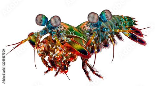 Two vibrant peacock mantis shrimp displaying intricate patterns, isolated on a pure white background