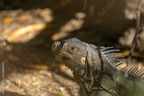 Bilde på lerret Green iguana portrait with prominent dorsal spines