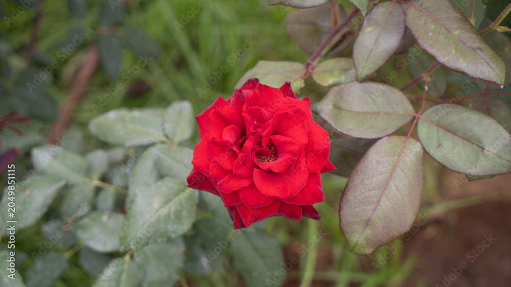Obraz premium Rosa roja