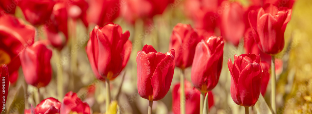 Obraz premium Red tulips blooming in the garden on a sunny day