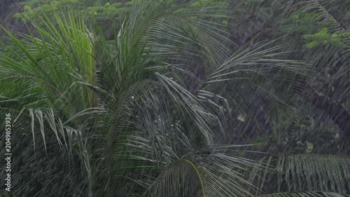 Rainstorm Hitting Palm Trees Close-Up - Heavy Tropical Monsoon Rain Jakarta Indonesia
