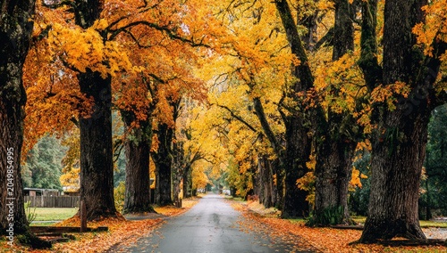 A picturesque autumn road lined with vibrant trees in peak fall foliage