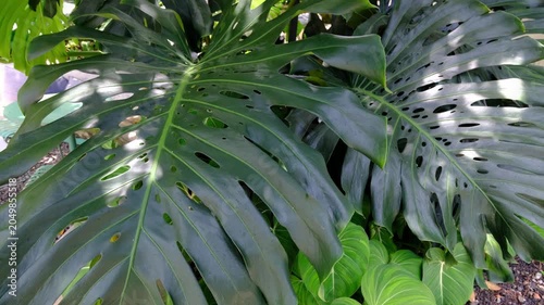 Monstera Deliciosa Leaves Wide Shot - Tropical Botanical Plant Footage Jakarta Indonesia