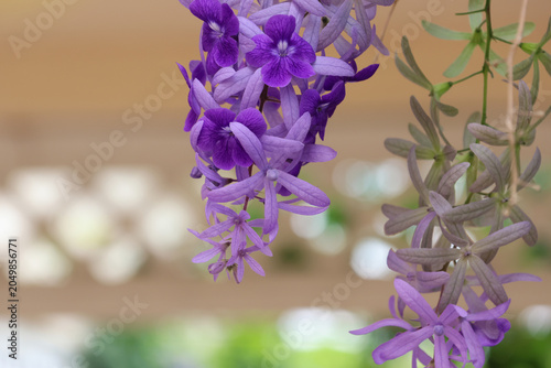Lilac flowers violet blossom beautiful on a wooden background