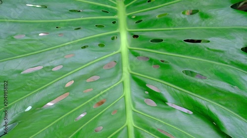 Monstera Leaf Macro with Holes Close-Up - Tropical Plant Texture Footage Jakarta Indonesia