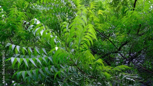 Tropical Tree with Feathery Pinnate Leaves - Lush Green Canopy Footage Jakarta Indonesia