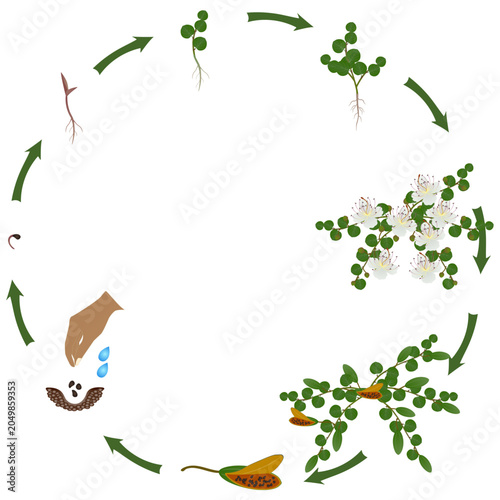 Life cycle of a caper plant growth on a white background..eps