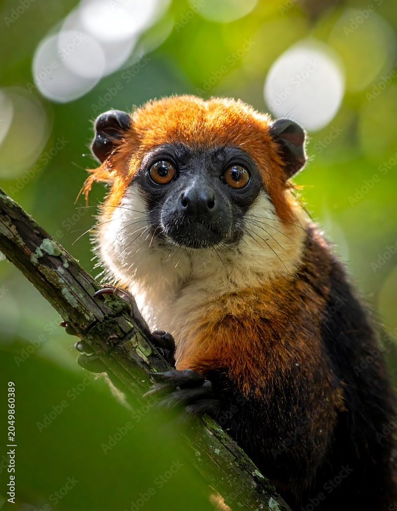 Fototapeta premium Red Ruffled Lemur Sitting on Tree Branch.