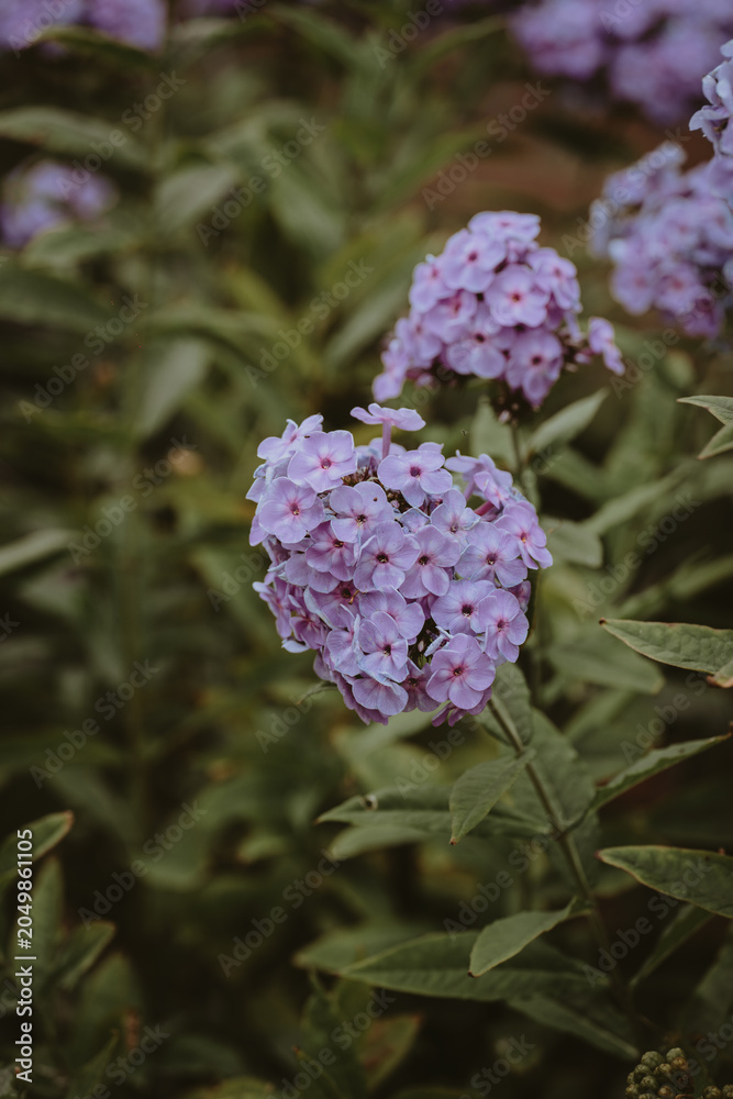 Fototapeta premium purple flowers in the garden