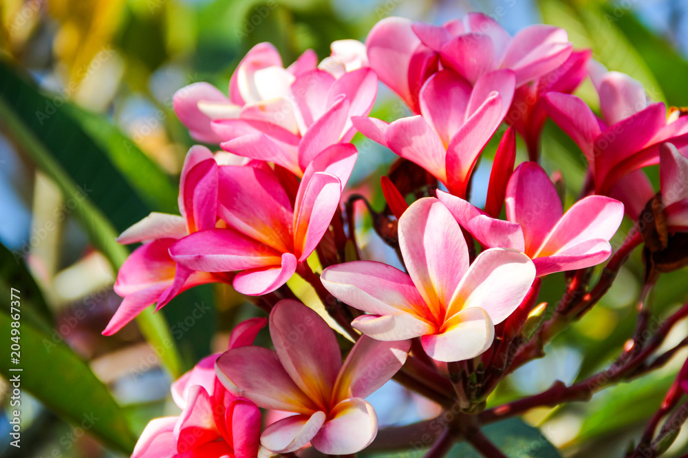 Fototapeta premium Pink frangipani blooms against soft green leaves