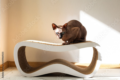 Cardboard cat scratcher with sphynx cat sitting on top in bright room during daylight hours