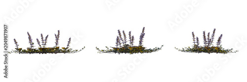 Schilderij op canvas Ajuga Reptans (Carpet Bugle) – Ground Cover with Blue Flowers