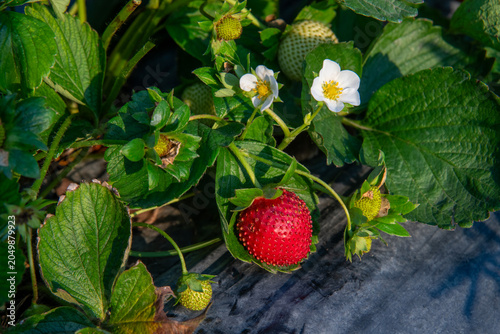 Photo shoots of strawberries in baskets and plates in a steel field and in a studio.