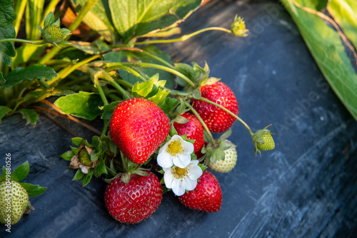 Photo shoots of strawberries in baskets and plates in a steel field and in a studio.