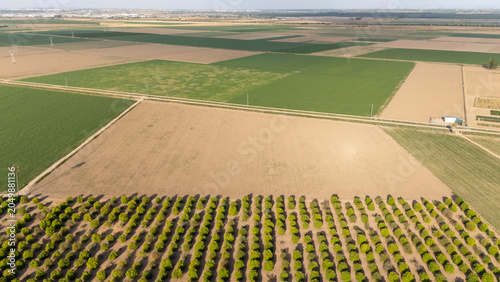 Andalusian agricultural landscape with green cultivated fields and rows of trees